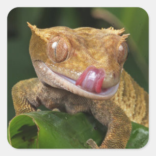 Sticker Carré Crested Gecko