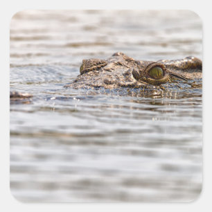 Sticker Carré Crocodile du Nil