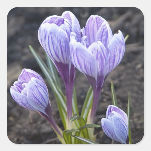 STICKER CARRÉ CROCUS PURPLE DE PRINTEMPS (Devant)
