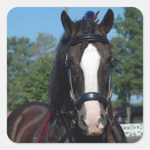 Sticker Carré culpeper va version provisoire