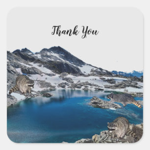 Sticker Carré Curieux Raccoons