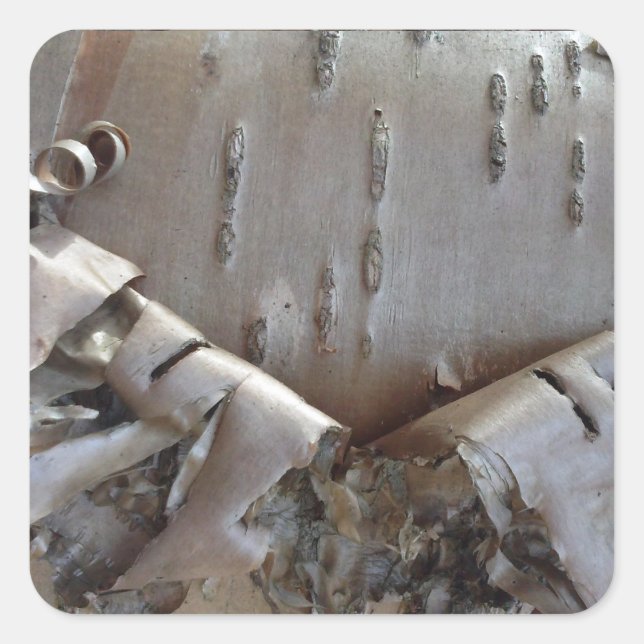 Sticker Carré Curly Birch Bark Tree Rustic (Devant)