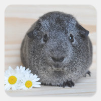 Cute Agouti Guinée Cochon et marguerites