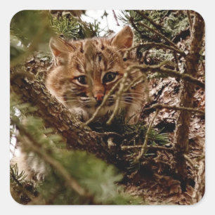 Sticker Carré Cute Bobcat Kitten dans un arbre