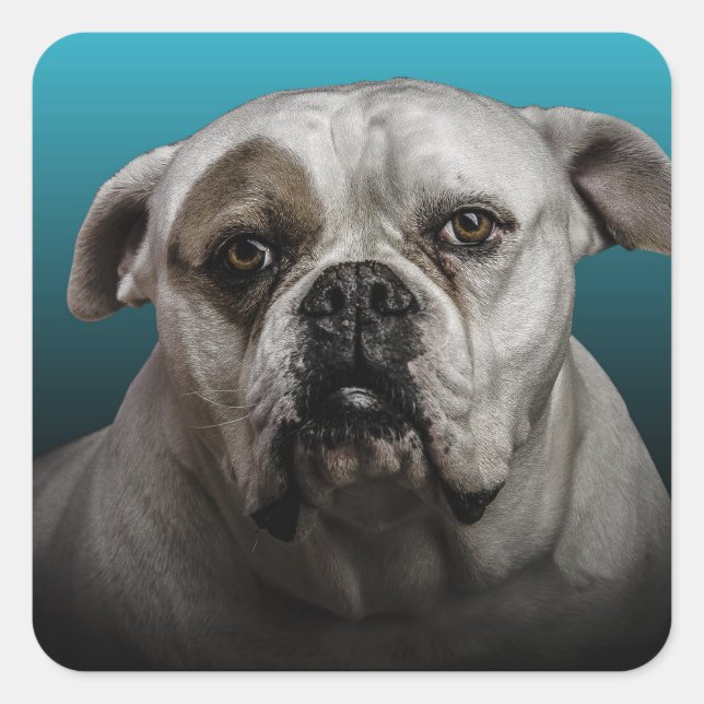 Sticker Carré Cute Boxer Dog w Blue Black Gradient arrière - pla (Devant)