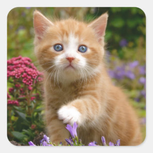 Sticker Carré Cute chaton gingembre dans un jardin