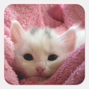 Sticker Carré Cute chaton molle