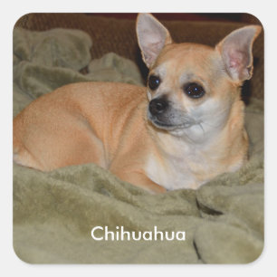 Sticker Carré Cute Chihuahua