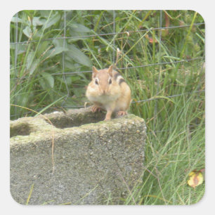 Sticker Carré Cute Chipmunk