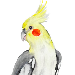 Sticker Carré Cute Cockatiel Aquarelle Parrot.