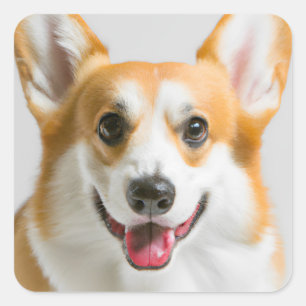 Sticker Carré Cute Corgi