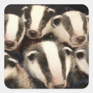 Sticker Carré Cute cubes Badger