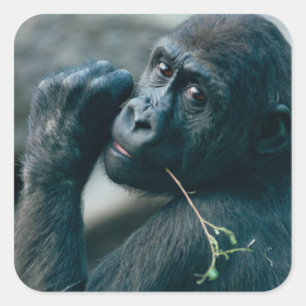 Sticker Carré Cute Gorilla avec les yeux brillants regarder cont