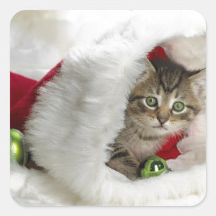 Sticker Carré Cute Kitten