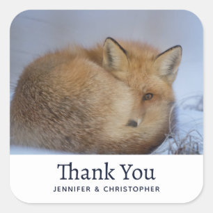Sticker Carré Cute Little Fox Curling Up Winter Photo Anniversai