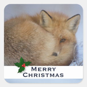 Sticker Carré Cute Little Fox Curling Up Winter Photo Noël