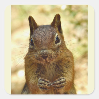 Sticker Carré Cute Little Squirrel Animal Nature Wildlife