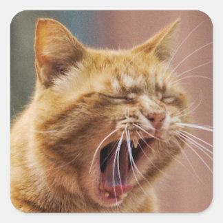 Sticker Carré Cute Orange Cat Yawning Animal Nature Wildlife