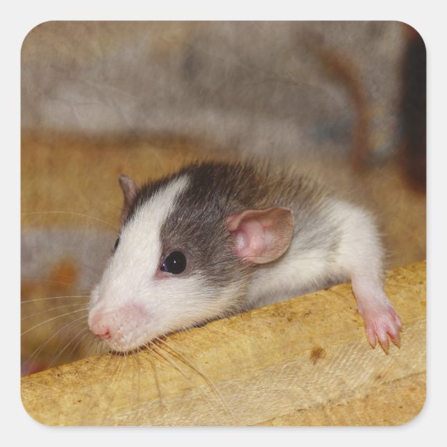 Sticker Carré Cute rat (Devant)