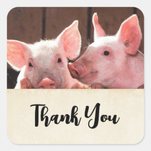Sticker Carré Cute rose Piglets Merci photo animal