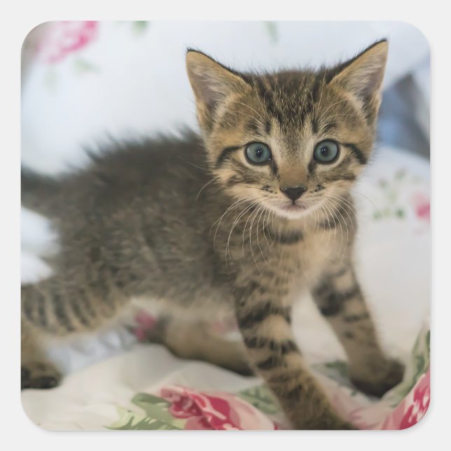 Sticker Carré Cute Tabby Kitten À L'Air Surpris (Devant)