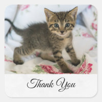 Cute Tabby Kitten À L'Air Surpris Merci