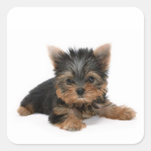 Sticker Carré Cute Yorkshire Terrier Puppy