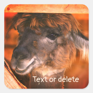 Sticker Carré Cutey Llama animal de ferme personnalisé