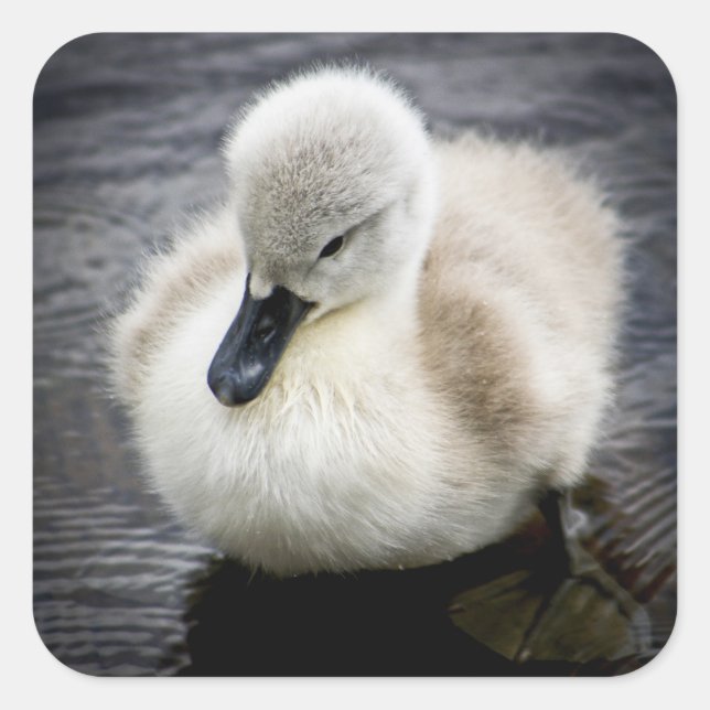 Sticker Carré Cygne bébé | Cygnet (Devant)