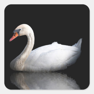 Sticker Carré Cygne blanc sur noir