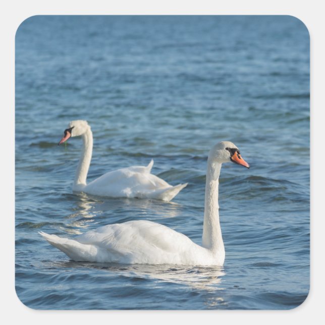 Sticker Carré Cygnus cygne blanc (Devant)