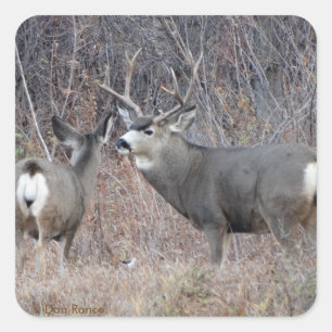 Sticker Carré D29 Mule Deer Buck and Doe