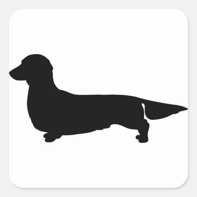 Sticker Carré Dachshund aux cheveux longs (Devant)