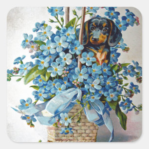 Sticker Carré Dachshund et Forget-Me-Nots