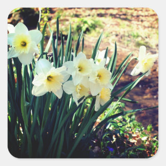 Sticker Carré Daffodiques De Brook Floral