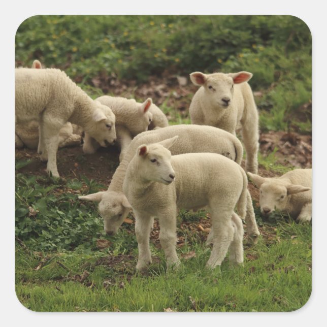 Sticker Carré d'agneau (Devant)