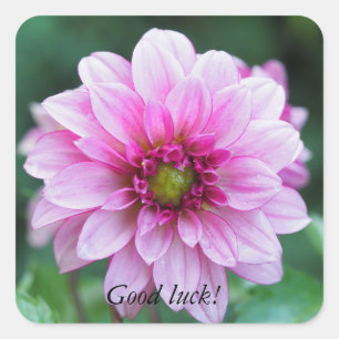 Sticker Carré Dahlia