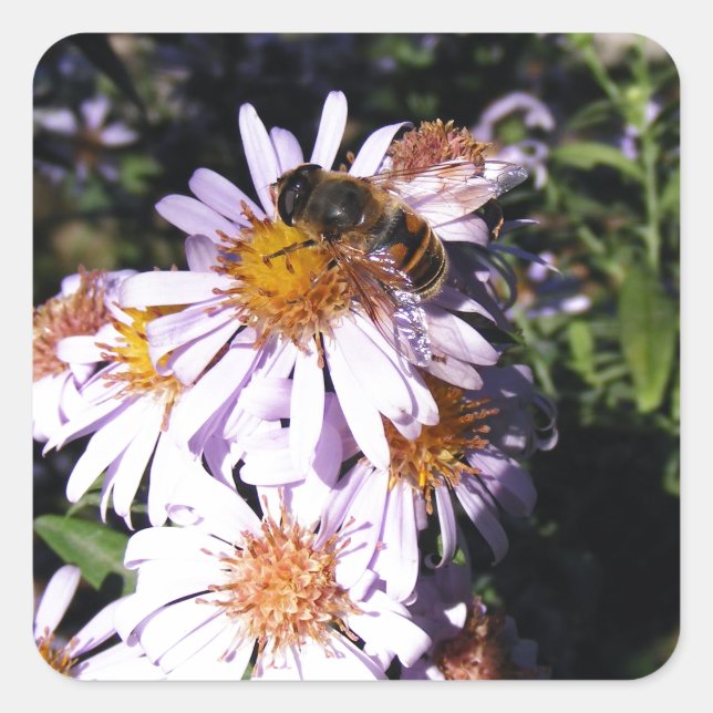 Sticker Carré Daisies de Working (Devant)