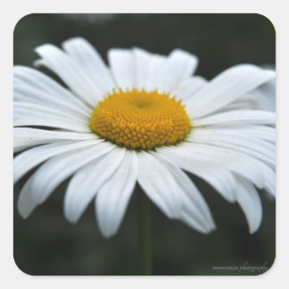 Sticker Carré Daisy - Face vers le haut