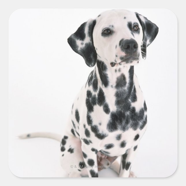 Sticker Carré Dalmatien (Devant)