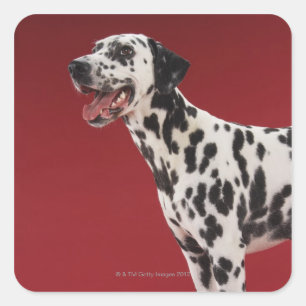 Sticker Carré Dalmatien 6
