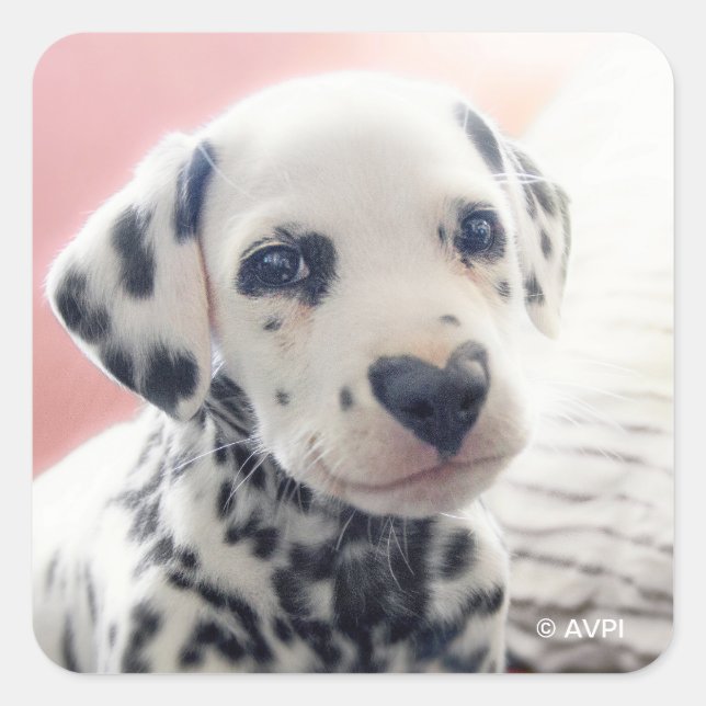Sticker Carré Dalmatien Nez de Coeur (Devant)