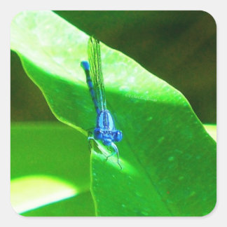 Sticker Carré Damselfly