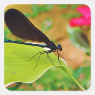 Sticker Carré Damselfly et Rose
