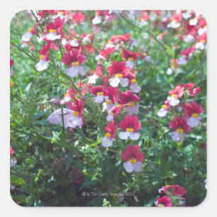 Sticker Carré Dans des couleurs rares multipliées violettes à