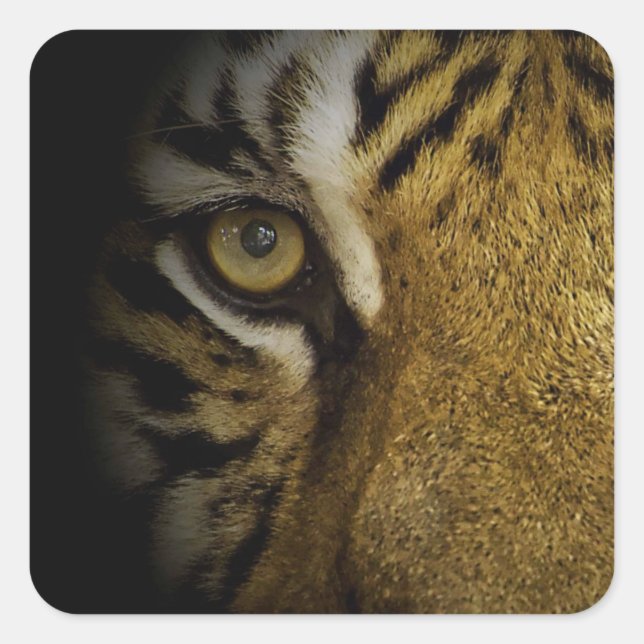 Sticker Carré Dans l'oeil d'un tigre (Devant)