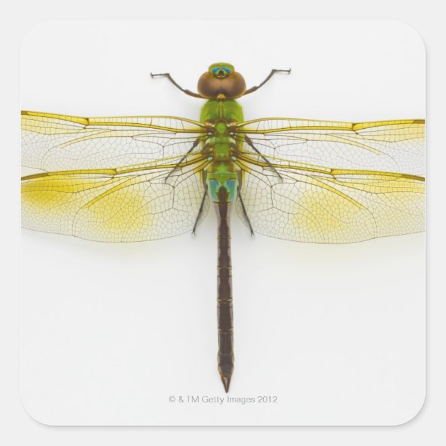 Sticker Carré Dard vert (Anax junius) sur arrière - plan blanc, (Devant)