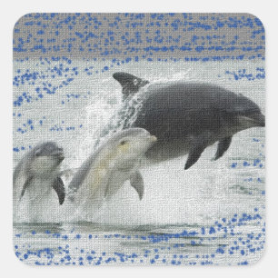 Sticker Carré Dauphins