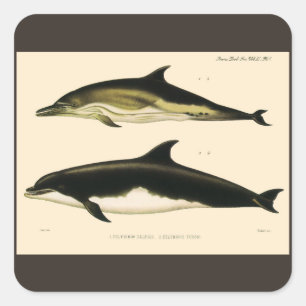 Sticker Carré Dauphins vintage, mammifères marins Animaux 