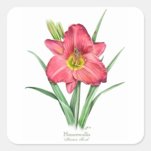 Sticker Carré Daylily - la torche du chasseur